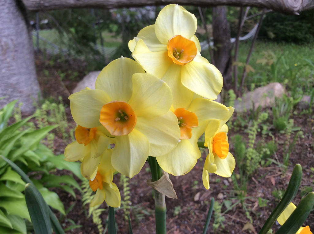 Narcisse, Narcissus 'Martinette'
