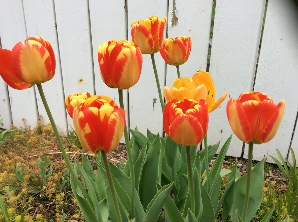 Tulipe, tulipes, Tulipa ×darwin 'Banja Luka '
