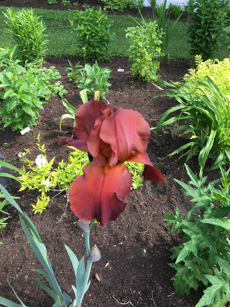 Iris d&rsquo;Allemagne, Iris barbu, Iris germanica 'Cayenne Pepper'