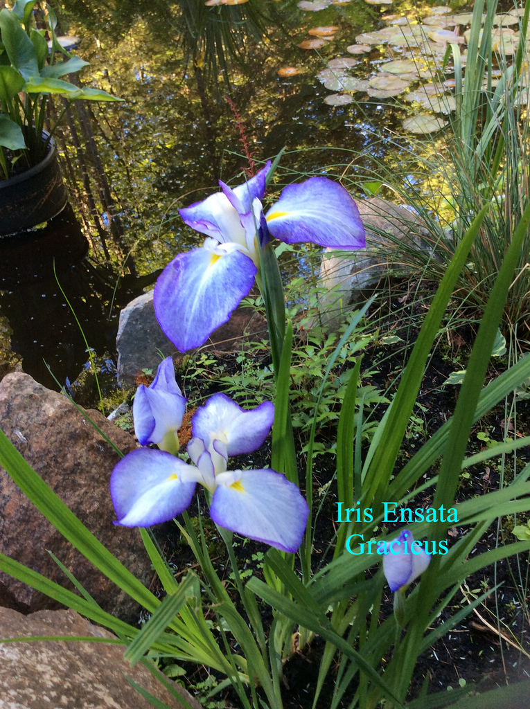 Iris kaempferi Iris ensata Gracieuse