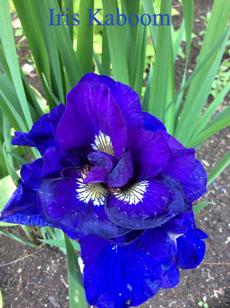 Iris de Sib&eacute;rie, Iris sibirica 'Kaboom'