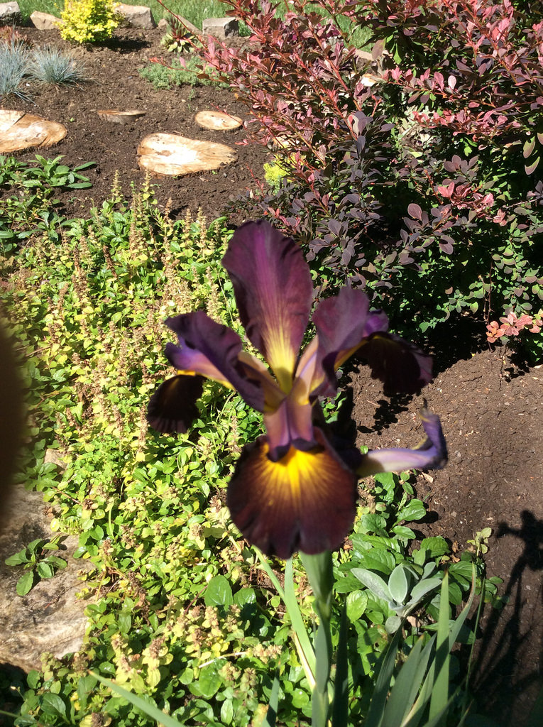 Iris spuria Missouri Iron Ore