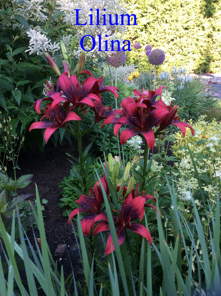 Lys, Asiatique, Lilium ×asiatique 'Olina'