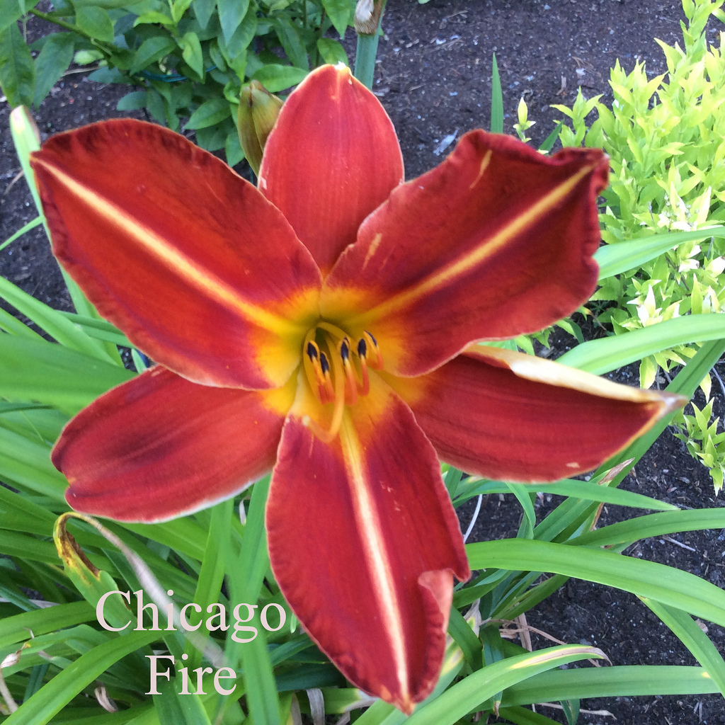 H&eacute;m&eacute;rocalle, Hemerocallis ×hybrida 'Chicago Fire'