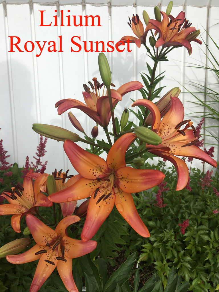 Lys Lilium longiflorum x asiatic Royal Sunset