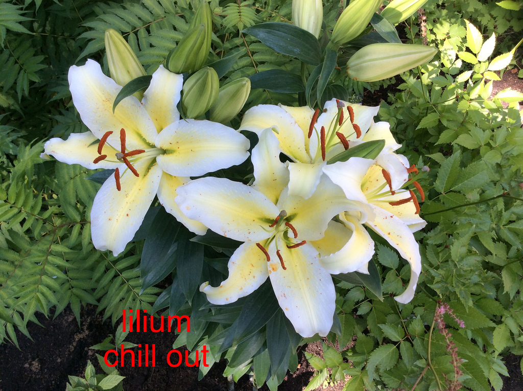Lys Lilium orientale Chill out