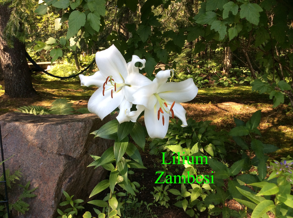 Lys, Oriental x Trumpet, Lilium ×orienpet 'Zambesi'