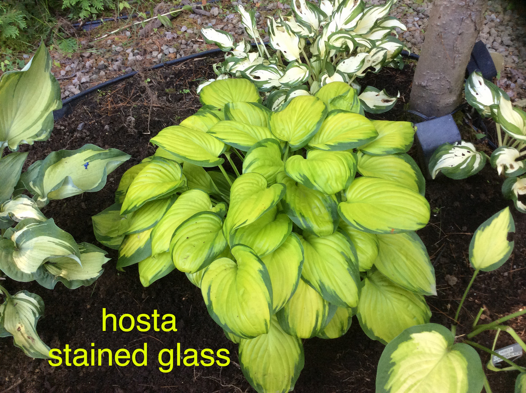 Hosta hybrida 'Stained Glass'