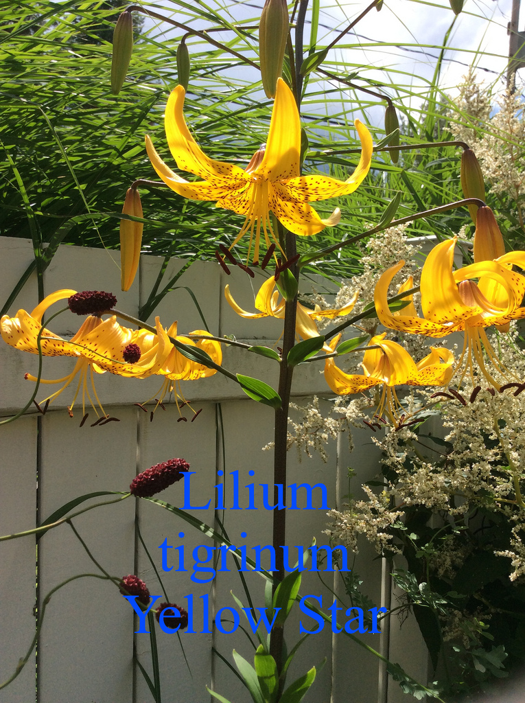 Lys Lis tigré, Lilium lancifolium Lilium tigrinum Yellow Star