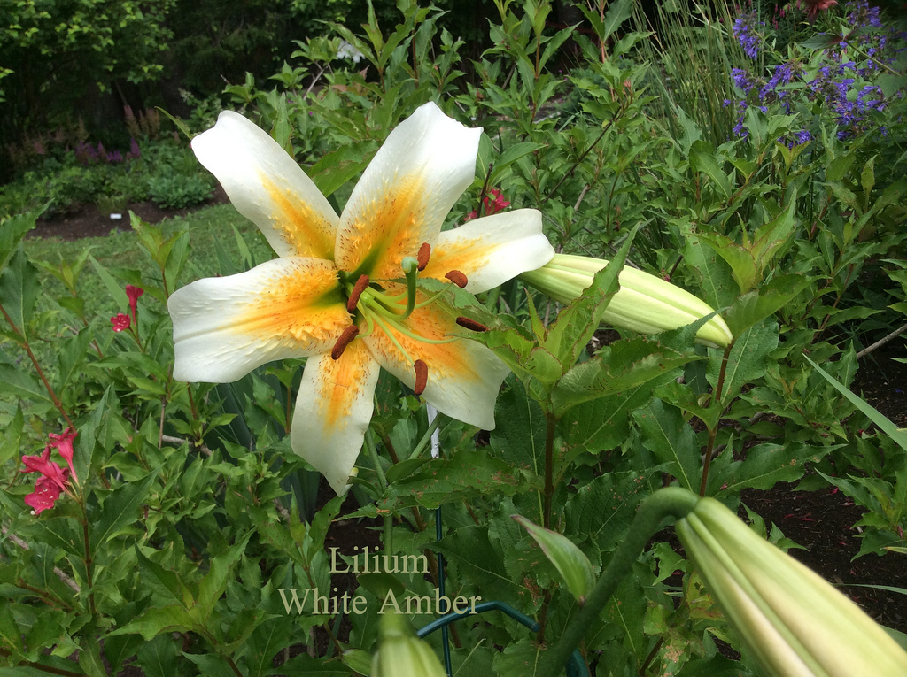 Lys, Trumpet x Henryi, Lilium aurelian 'White Amber'