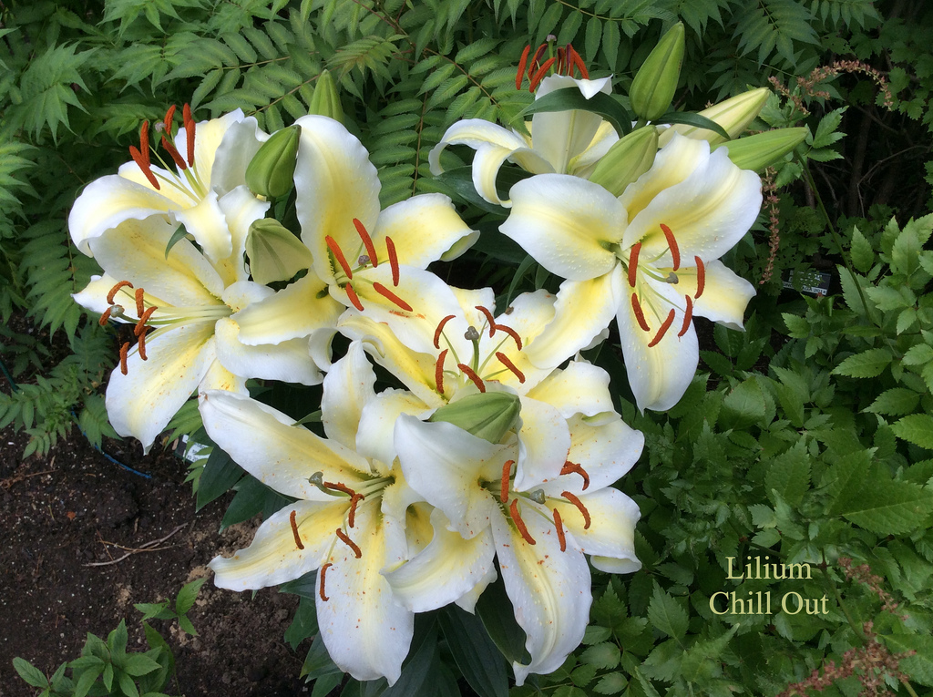 Lys, Lilium orientale 'Chill Out'