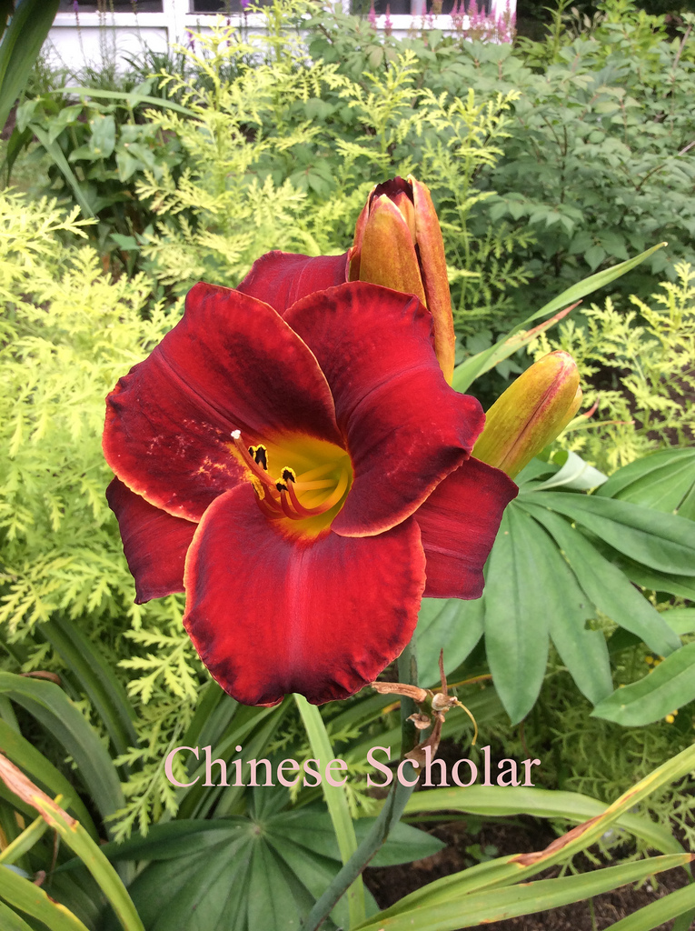 H&eacute;m&eacute;rocalle, Hemerocallis ×hybrida 'Chinese Scholar'