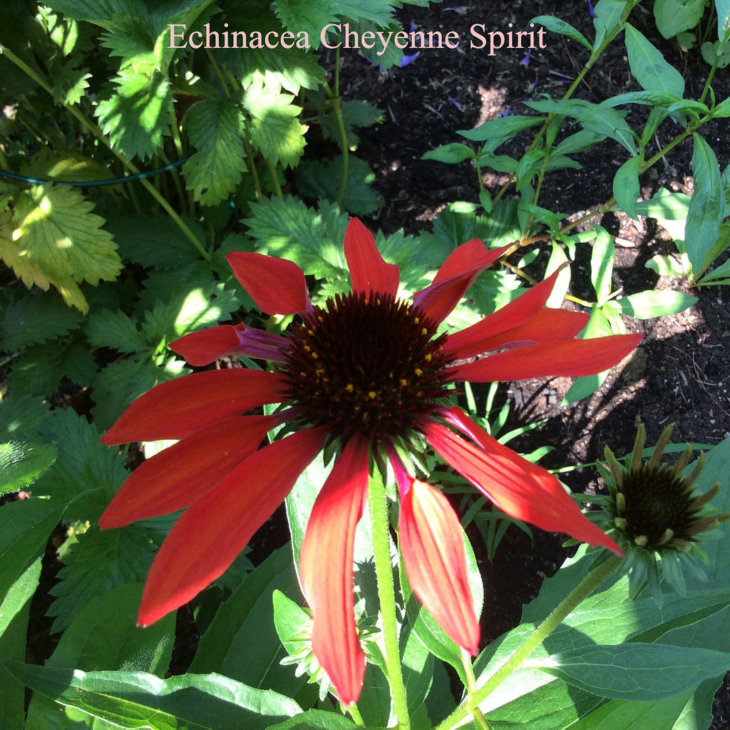 &#201;chinac&eacute;es, &#201;chinac&eacute;e pourpre, rudbeckie pourpre, Echinacea purpurea 'Cheyenne Spirit '