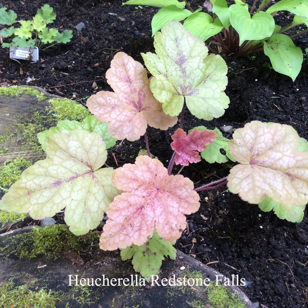 Heuchera × Tiarella, Heucherella ×hybride 'Redstone Fall'