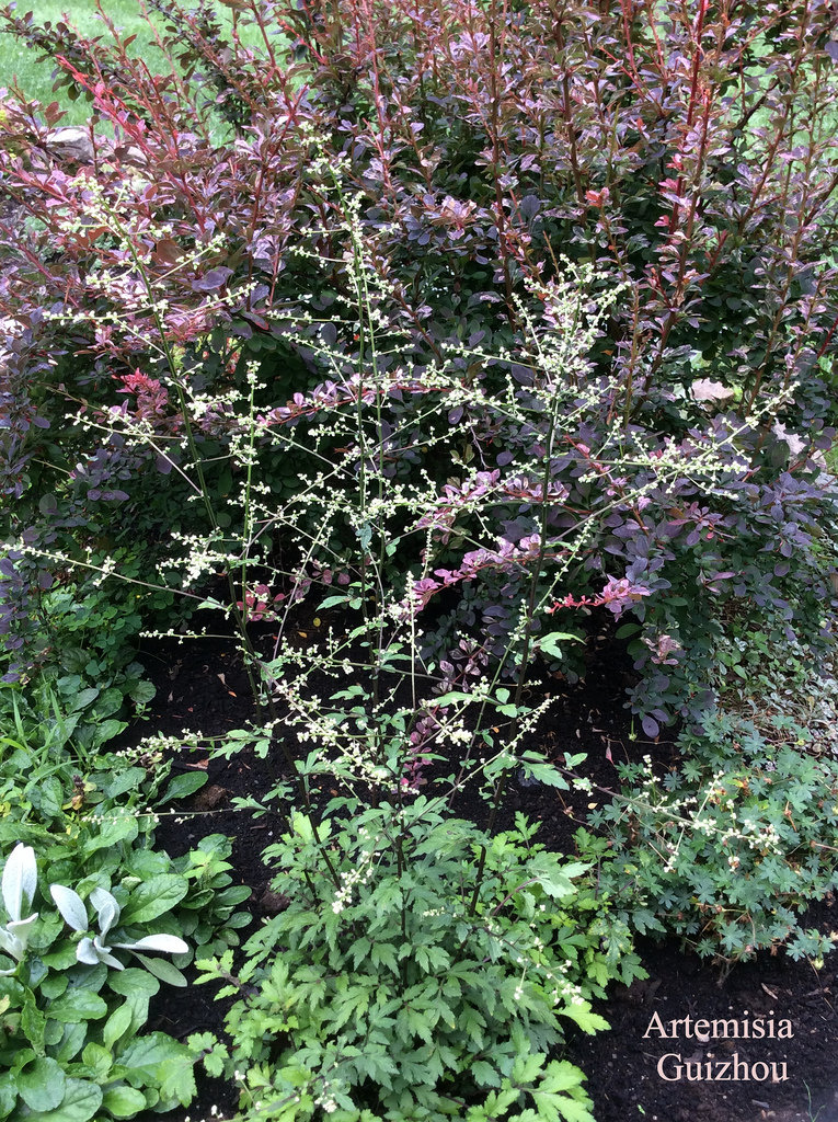 Armoise Artemisia lactiflora Guizhou