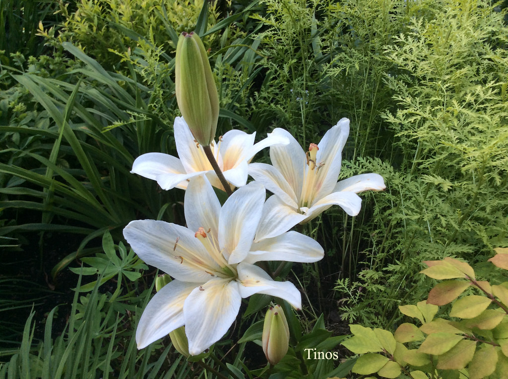 Lys, Asiatique, Lilium ×asiatique 'Tinos'
