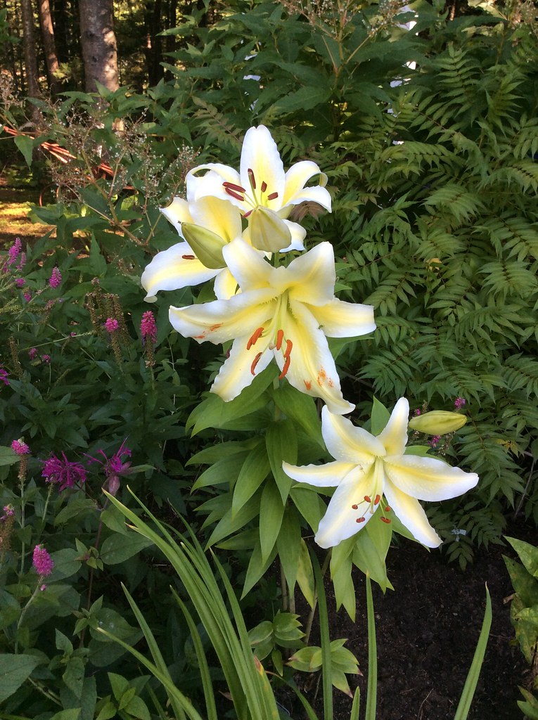 Lys, Lilium orientale 'Chill Out'
