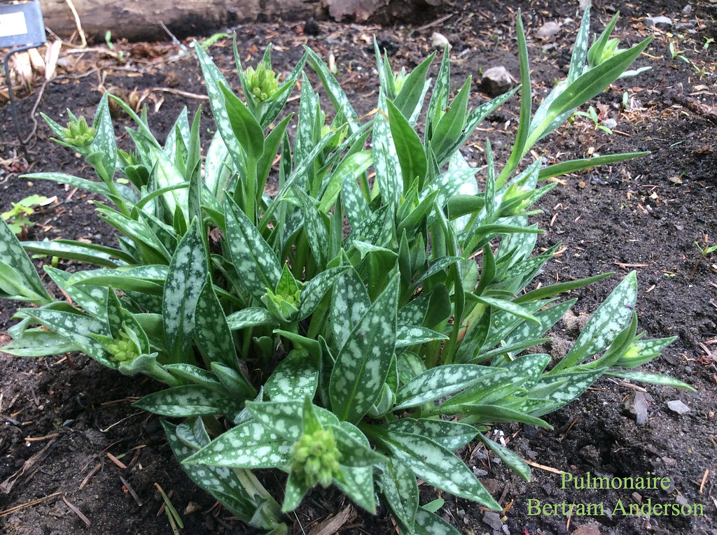 Pulmonaire, Pulmonaire &agrave; longues feuilles, Pulmonaria longifolia 'Bertram Anderson'