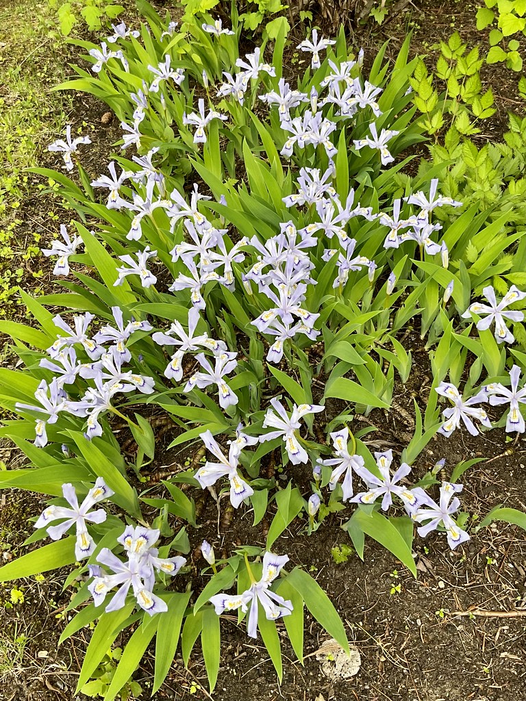 Iris cristata 'Blue Giant'