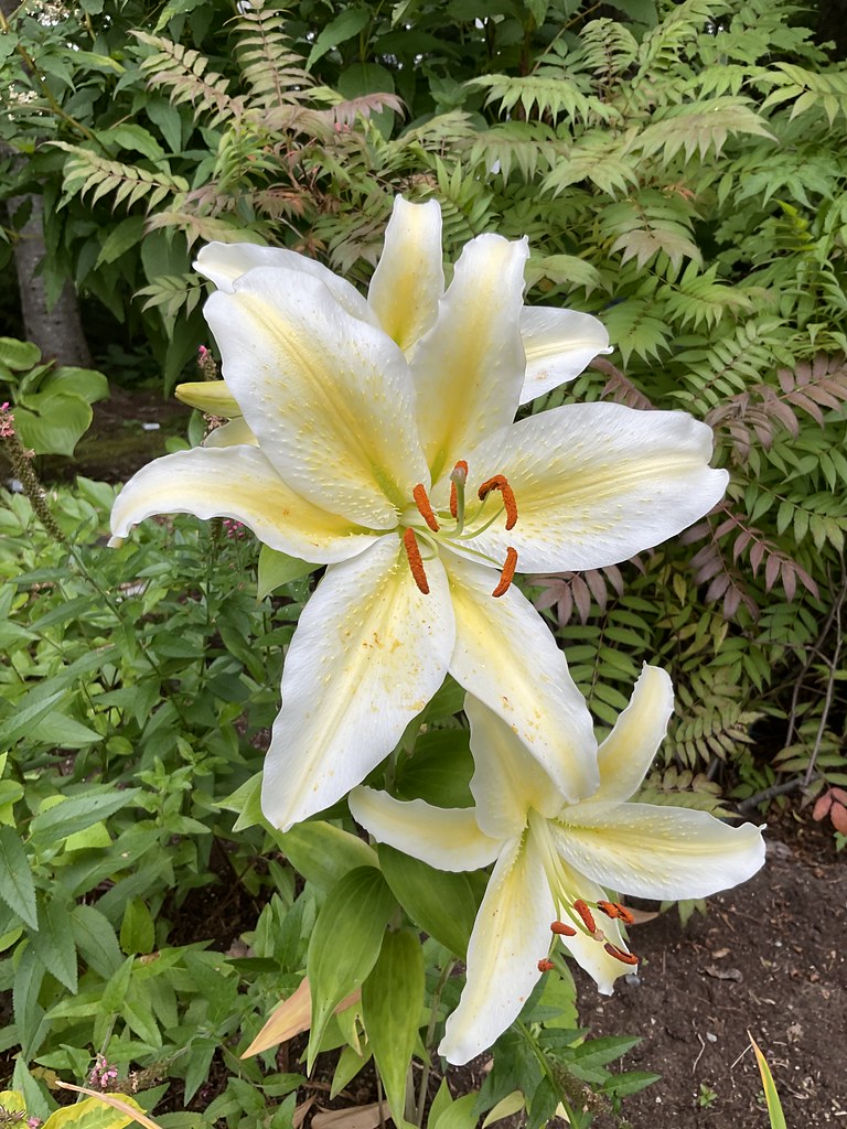 Lys Lilium orientale Chill Out