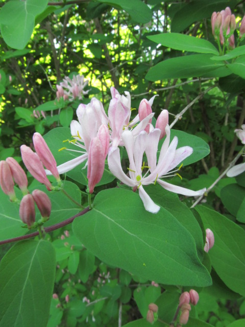 Ch&egrave;vrefeuille, Lonicera 