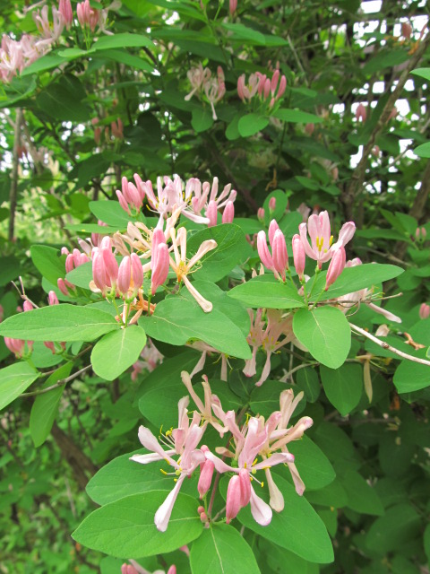 Ch&egrave;vrefeuille, Lonicera 