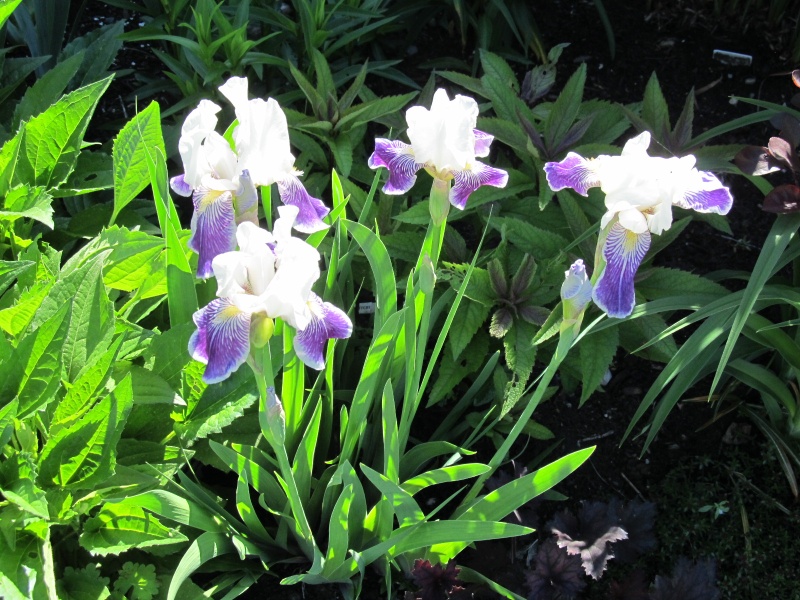Iris d&rsquo;Allemagne, Iris barbu, Iris germanica 'Wabash'