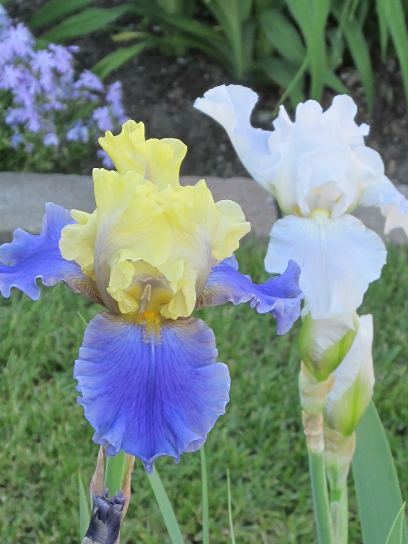 Iris d'Allemagne, Iris barbu Iris germanica Edith Wolford