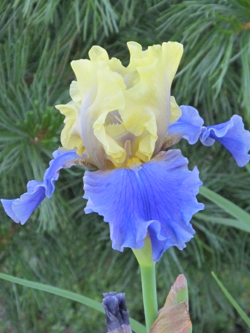 Iris d&rsquo;Allemagne, Iris barbu, Iris germanica 'Edith Wolford'