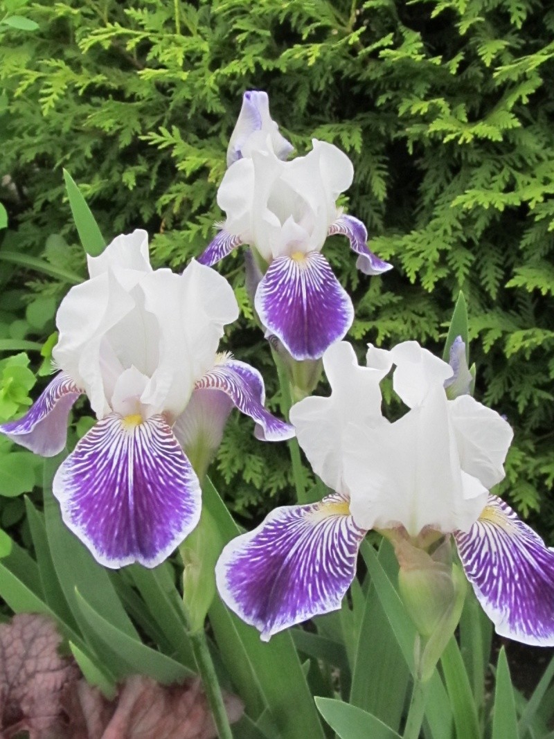 Iris d'Allemagne, Iris barbu Iris germanica Mrs Andrist