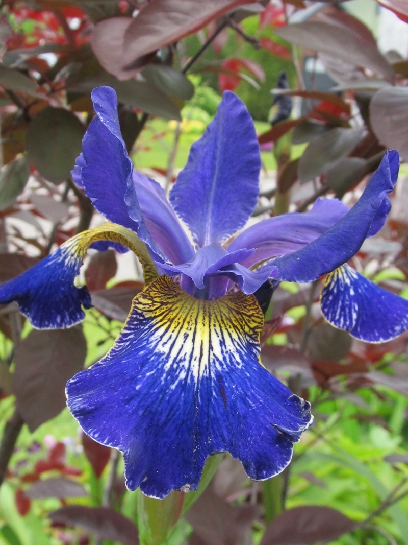 Iris de Sib&eacute;rie, Iris sibirica 'Golden Edge'