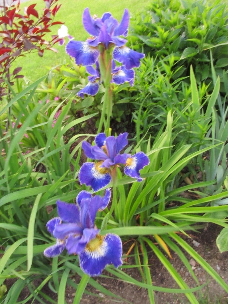 Iris de Sib&eacute;rie, Iris sibirica 'Golden Edge'