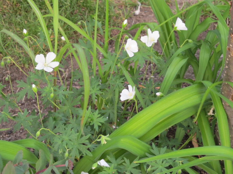 Géranium Geranium blanc