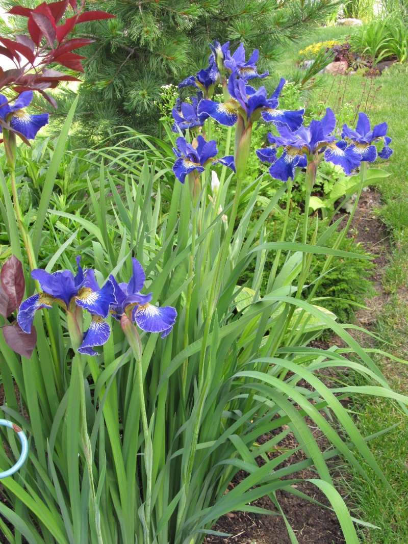 Iris de Sibérie Iris sibirica Golden Edge