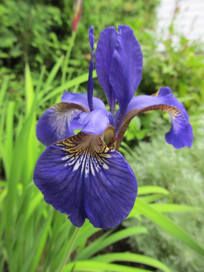 Iris de Sib&eacute;rie, Iris sibirica 'caesar&rsquo;s Brother'