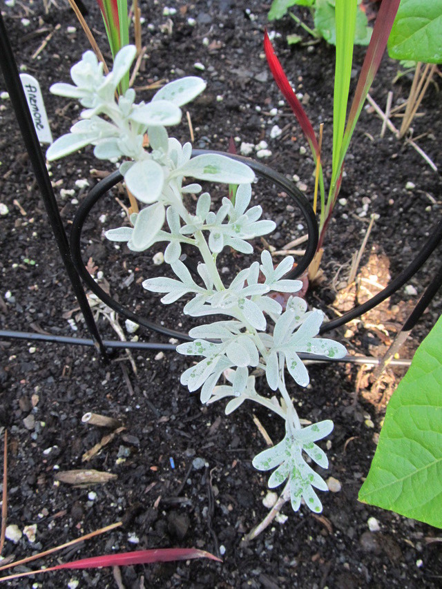 Armoise Armoise de Steller, Armoise à feuilles de Cinéraire Artemisia stelleriana Silver Brocade