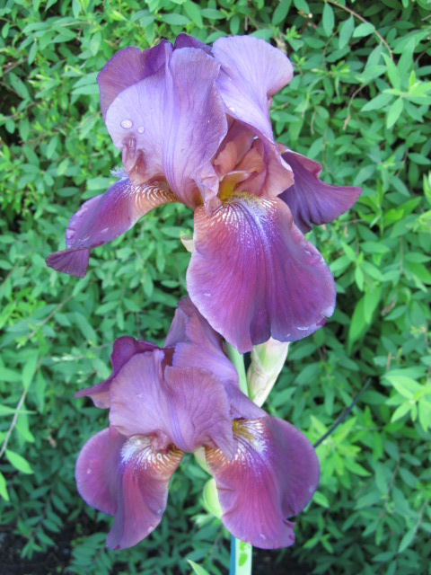 Iris d&rsquo;Allemagne, Iris barbu, Iris germanica 'Amethyst'