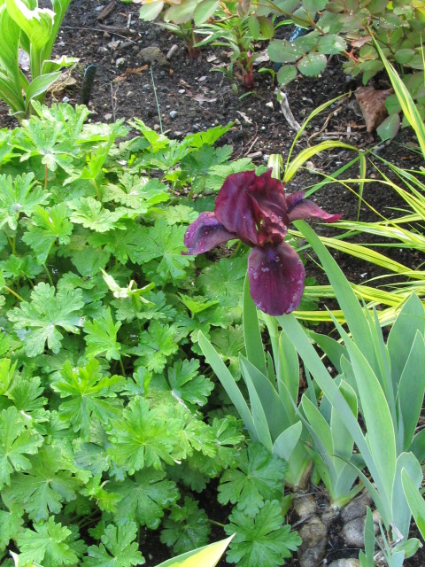 Iris nain Iris pumila Cherry Garden
