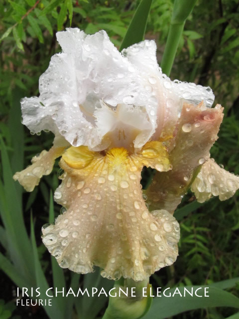 Iris d'Allemagne, Iris barbu Iris germanica Champagne Elegance