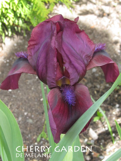 Iris nain, Iris pumila 'Cherry Garden'