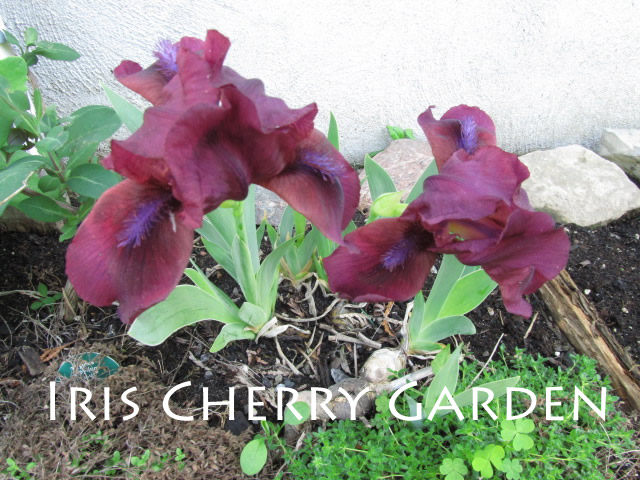 Iris nain Iris pumila Cherry Garden