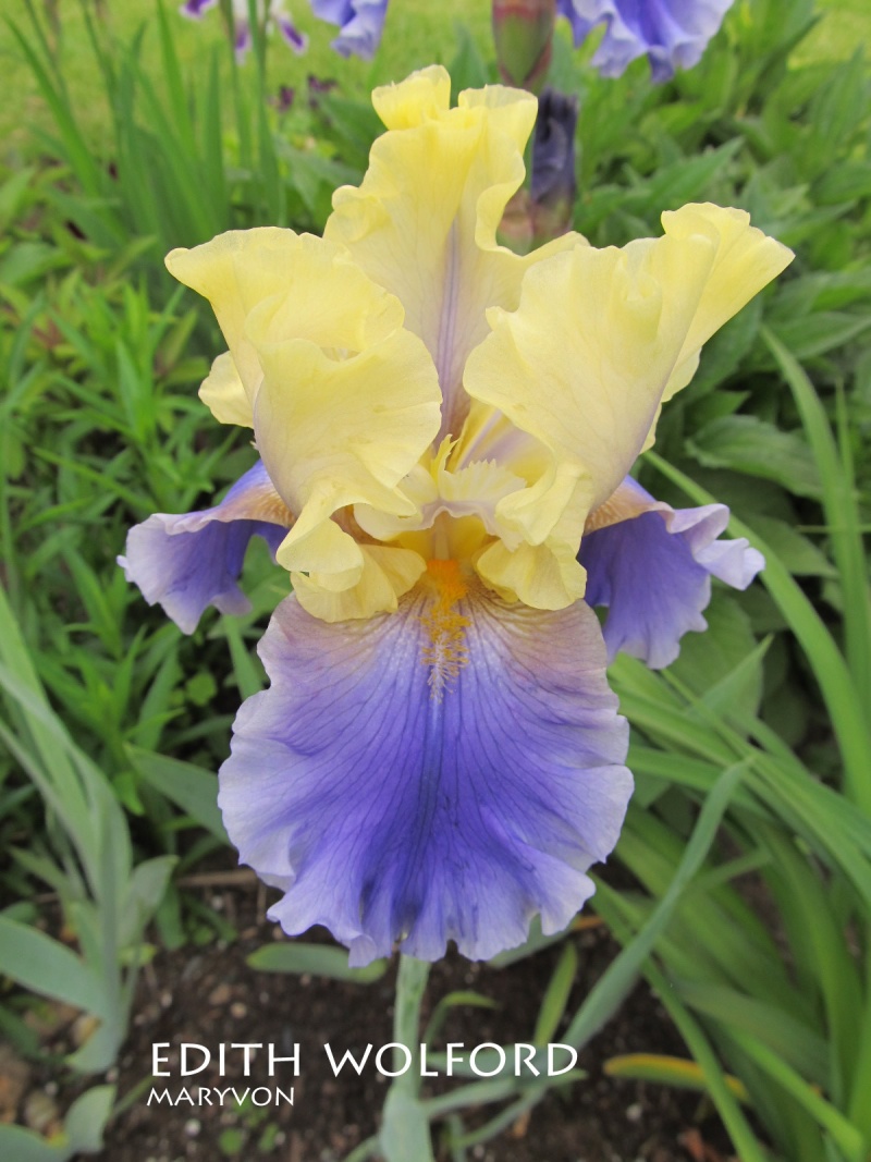 Iris d&rsquo;Allemagne, Iris barbu, Iris germanica 'Edith Wolford'