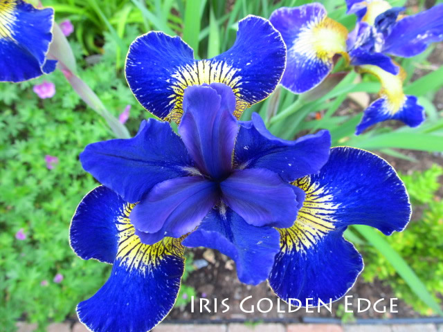 Iris de Sibérie Iris sibirica Golden Edge
