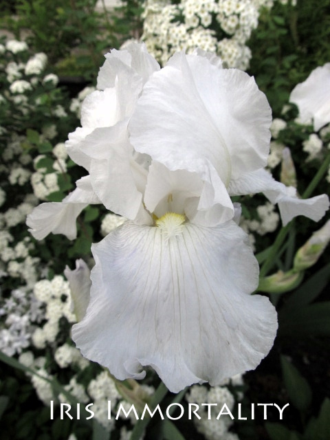 Iris d&rsquo;Allemagne, Iris barbu, Iris germanica 'Immortality'