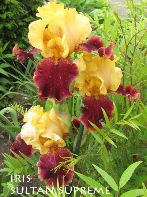 Iris d'Allemagne, Iris barbu Iris germanica Sultan Supreme