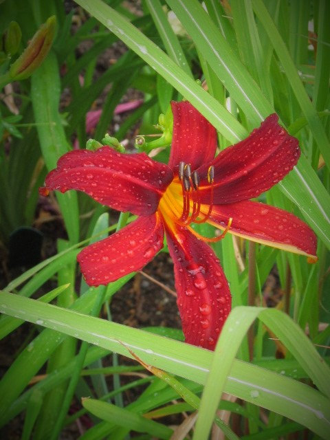 H&eacute;m&eacute;rocalle, Hemerocallis ×hybrida 'Crimson Pirate'