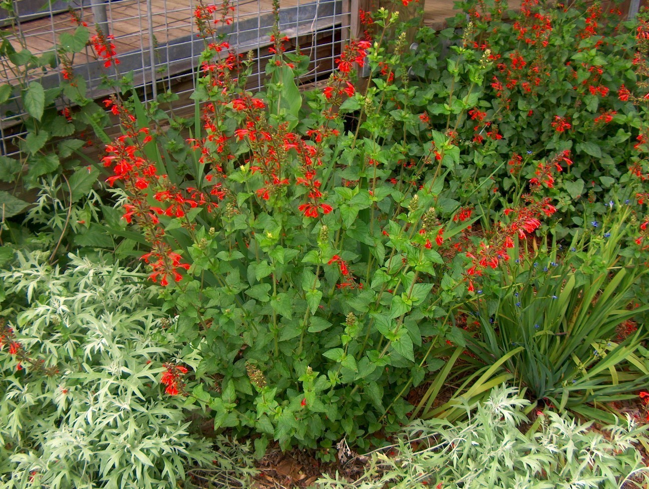 Sauge Salvia coccinea Lady in red