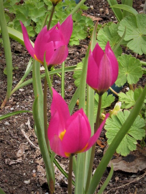 Tulipe, tulipes, Tulipa pulchella 'Eastern Star'