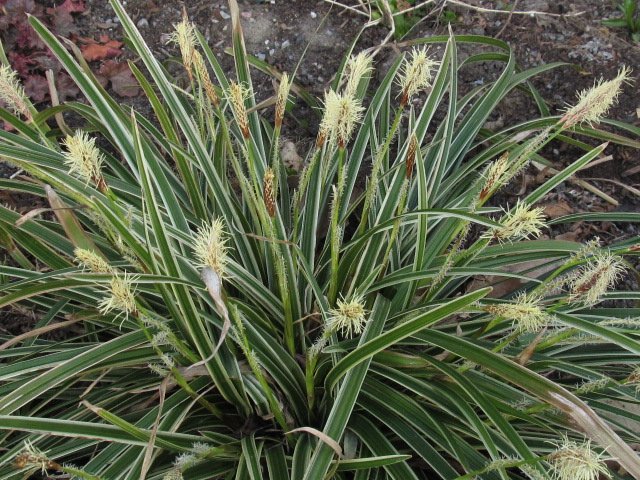 Carex, la&icirc;ches, Carex morrowii 'Ice Dance'