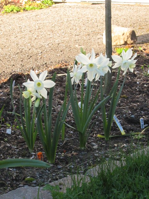 Narcisse, Narcissus 'Thalia'